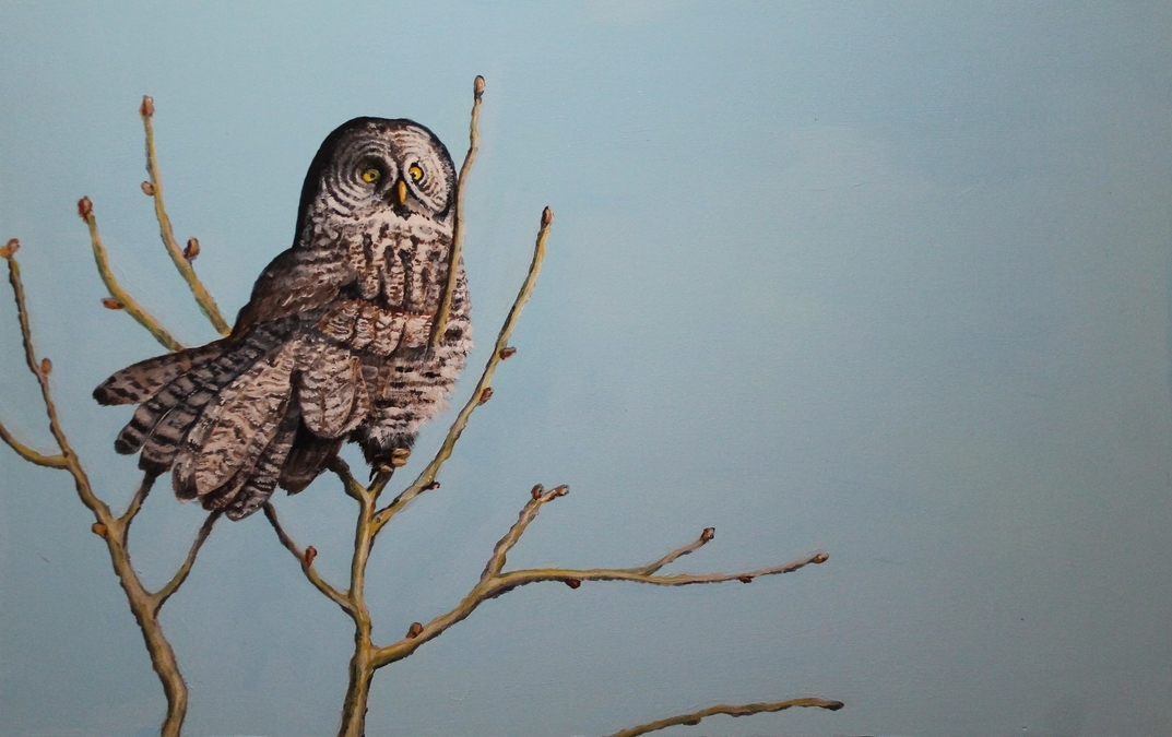 GREAT GREY OWL