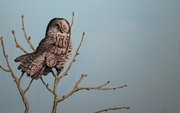 GREAT GREY OWL