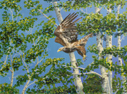 Young Eagle at Charlie Lake